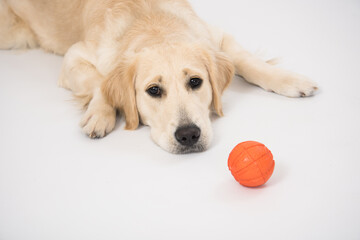 Happy and smiling Golden Retriever purebred dog laying on dog bed over white with ball toy