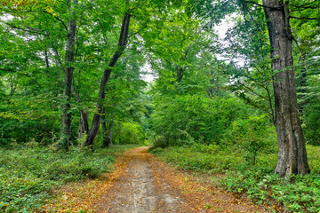 Fototapeta premium Dense forest in the middle of autumn