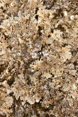 Foliose lichen, for backgrounds or textures