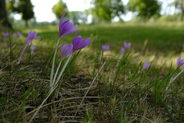 Herbstzeitlose, Herbst-Zeitlose, Colchicum autumnale