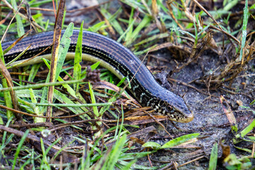 Closeup of Eastern Glass Lizard (Ophisaurus ventralis) in grass at Halpatiokee Regional Park, Stuart, Florida, USA