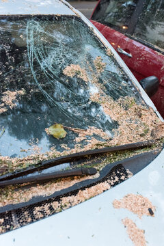 Damaged car by a fallen tree after heavy rain