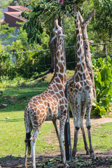 Zoo Kuala Lumpur, Malaysia, Animals, Birds, Reptiles