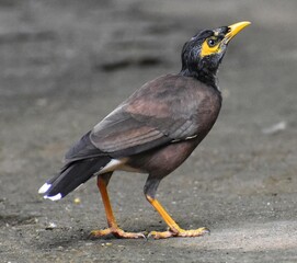 blackbird