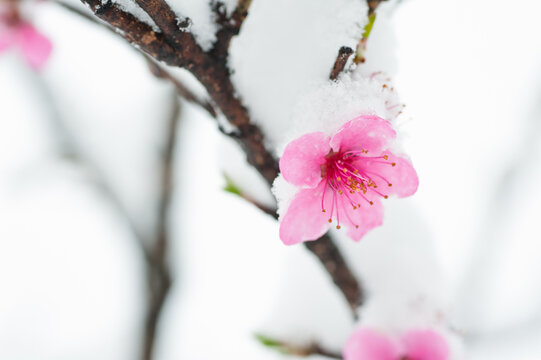 Peach blossom branches covered with fresh snow