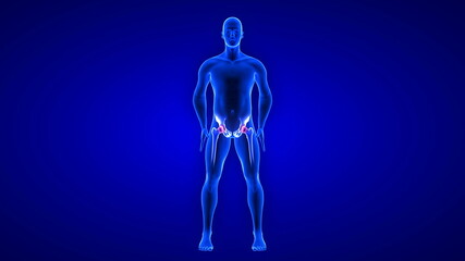 Hip Pain illustration. Blue Human Anatomy Body 3D Scan render on blue background