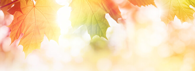 Colorful Autumn leaves on sunlight web banner or background - obrazy, fototapety, plakaty