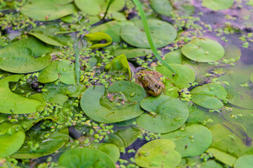 Foliage of wild Lotus with green frog on the water surface. Surface of the swampy wild pond.