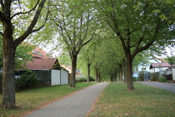 wald weg