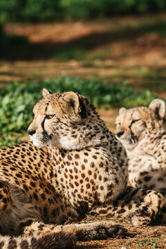 attentive cheetah