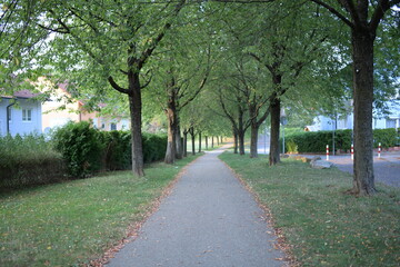 wald weg