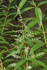 Au jardin : verveine en fleur.