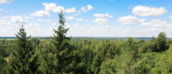 panoramic view to green forest.
