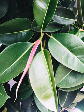 Bright green rubber plant leaves