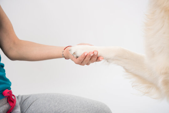 Female Hand Holding Puppy's Paw Over White Background Isolated. Shaking Hands With Her Dog. Studio Shot. Dogs And Woman Friendship