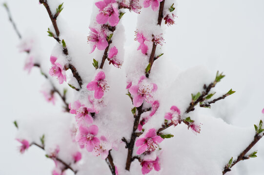 Peach blossom branches covered with fresh snow