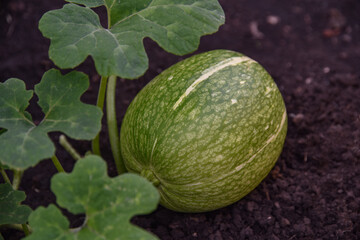 unripe melon in the garden