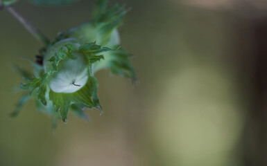 Close up of unripe green hazelnut in the summer on green background.