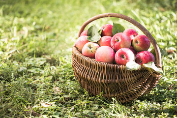 basket full of ripe apples in a garden. Apple harvest. Autumn concept