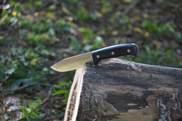 Knife in forest 