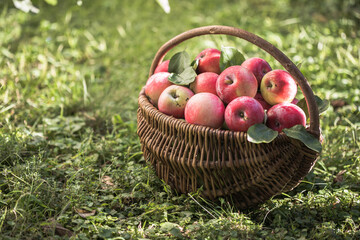 basket full of ripe apples in a garden. Apple harvest. Autumn concept