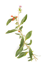 Gogi branch with fruits and flowers