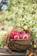 basket full of ripe apples in a garden. Apple harvest. Autumn concept
