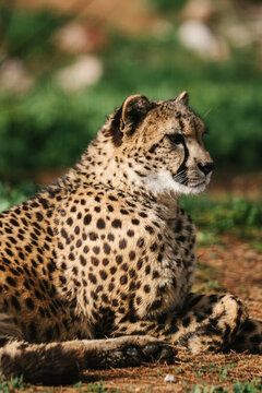 portrait of a cheetah