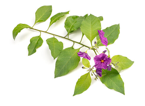 Solanum rantonnetii branch with purple flowers