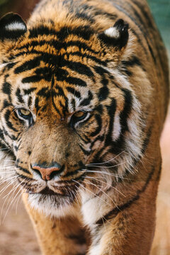 angry looking sumatran tiger walking
