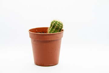 Fototapeta na wymiar cactus in flowerpot