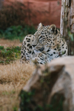 portrait of a persian leopard