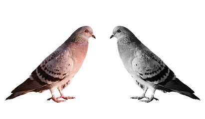 A couple with a symbolic kind of ring-doves birds. Two pigeons kind of ring-dove objects white isolated.