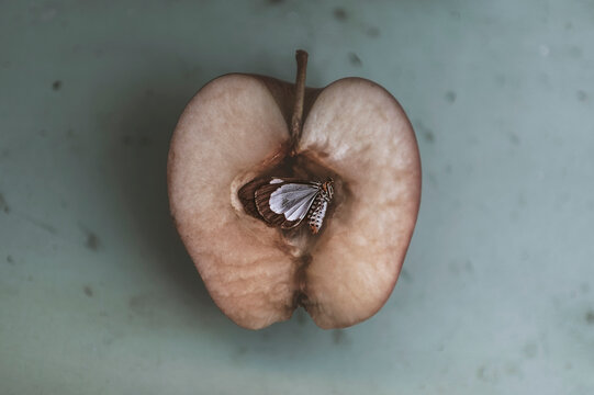 An split apple with a moth in the center