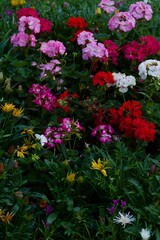 Fototapeta na wymiar 多摩川台公園の花壇の花々 晩春の花壇