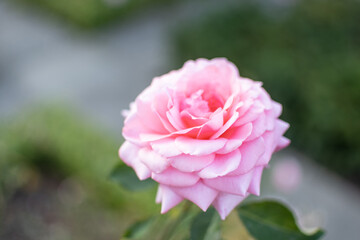 Blüte der rosafarbenen englischen Rose