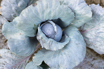 Fototapeta na wymiar Purple cabbage in the garden. Autumn harvest. Horizontal orientation. Top view. Close-up.