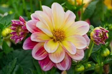 Fototapeta premium Pink and Yellow Dahlia Flower in a Garden