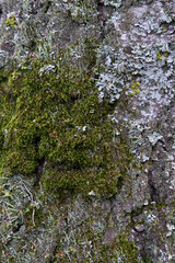 Tree bark. Close up. Brown, gray tile texture of old wood. 