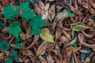 leaves on the ground  Old and new leaves