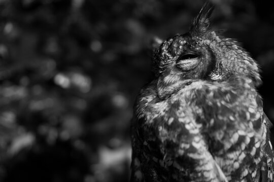 Black and White portrait of a Eurasian scops owl