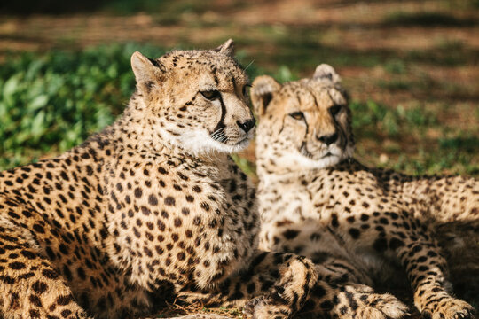 two cheetahs laying on the ground