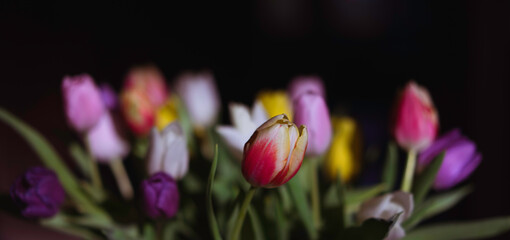 Beautiful mixed bouquet of colorful tulips