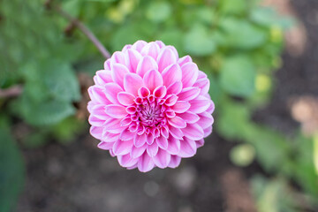 Blüte der pinkfarbenen Ball Dahlie