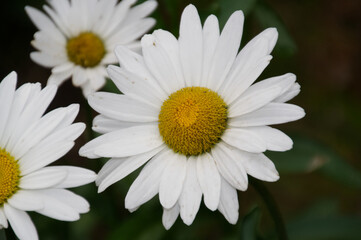 Fototapeta premium White Daisy in the Garden