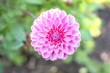 Bl&uuml;te der pinkfarbenen Ball Dahlie