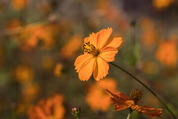 Autumn flowers 