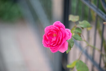 Bl&uuml;te der pinkfarbenen Kletterrose