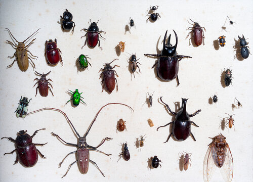 Dusty old collection of bugs pinned on a canvas