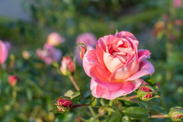 Blüten der pinkfarbenen Strauchrose mit Knospen
